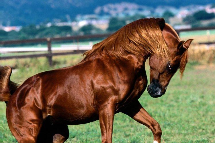 Qarabağ atı cinsinin inkişafına 2 milyon manat ayrıldı<b style="color:red"></b>