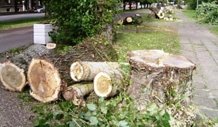 Lerikdə 75 ağacın qanunsuz kəsilməsi ilə bağlı cinayət işi başlandı 