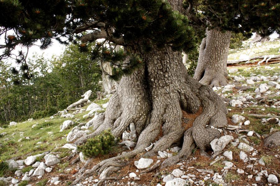 Avropanın ən yaşlı ağacı tapıldı 