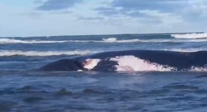 Yeni Zelandiyada iki qozbel balina özünü sahilə atıb 