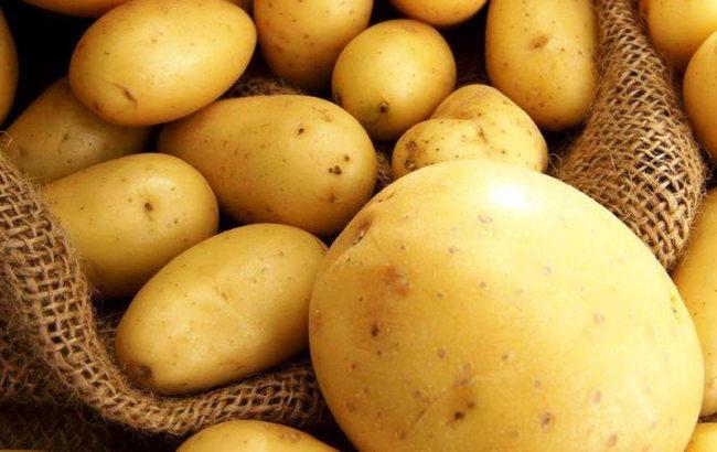 Kartof istehsalı tələbatı iki dəfə üstələyir