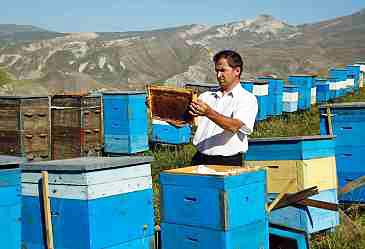 Arıçılara hər arı ailəsinə görə 10 manat subsidiya veriləcək 