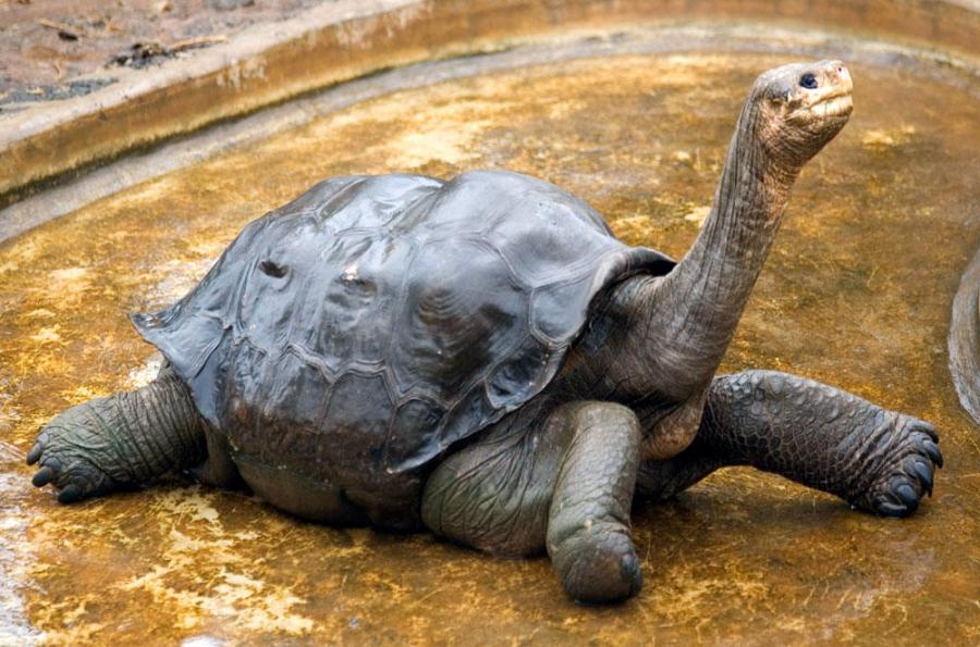 Ekvadorda nəsli kəsilməkdə olan tısbağalar oğurlandı