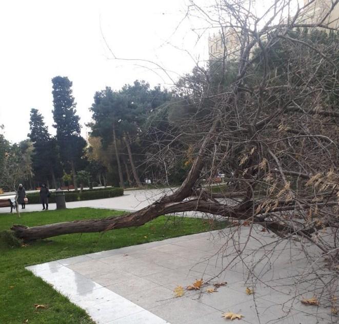 Güclü külək AMEA-nın parkında ağacı aşırdı 