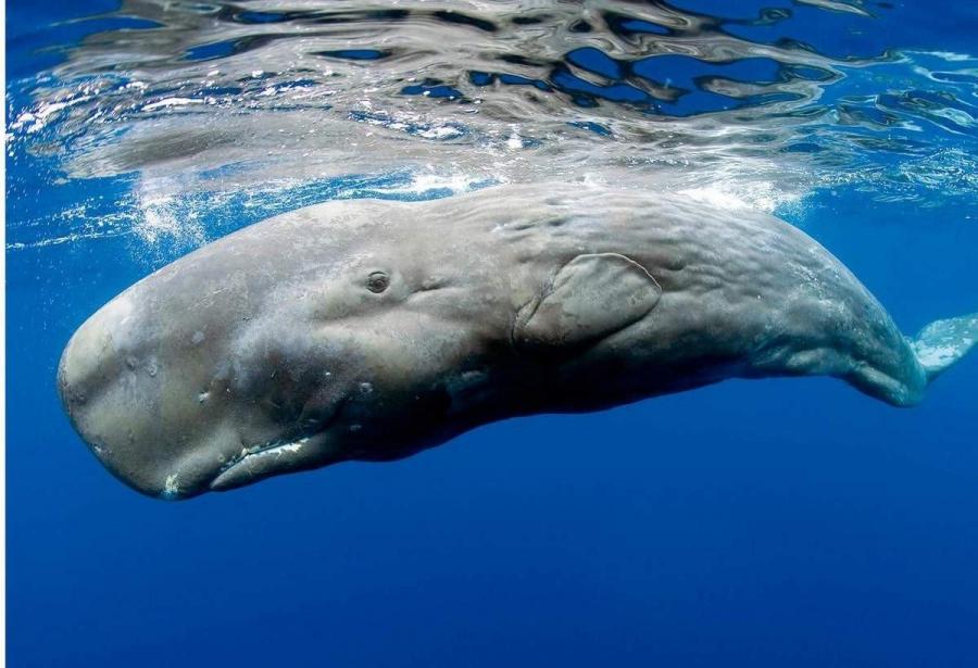 İslandiya balina ovuna icazəni daha 5 il uzatdı