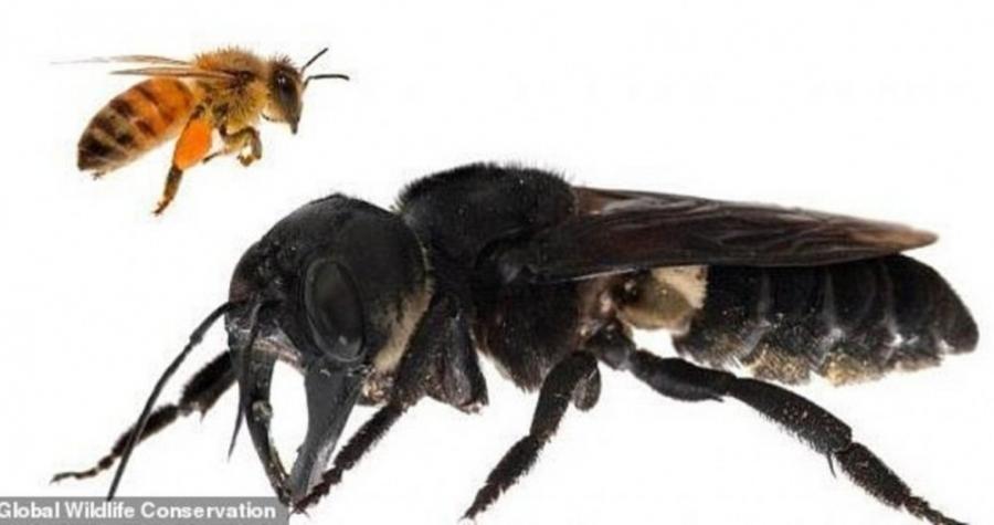 38 ildən sonra dünyanın ən iri arısı tapıldı