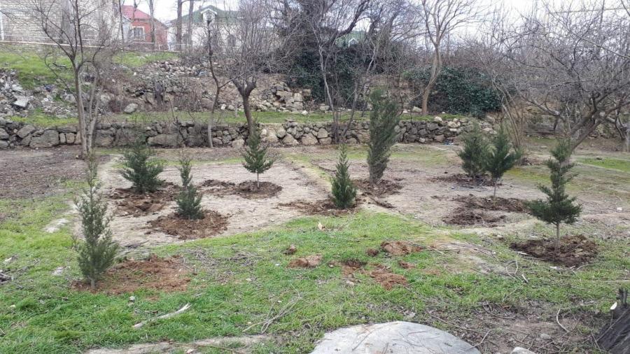 Rayonlarda 108,5 hektar ərazidə ağac əkilib 