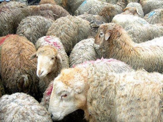 Bakıda qurbanlıq heyvanların satışının təşkil ediləcəyi ünvanların siyahısı