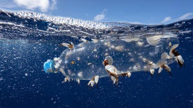 "Hər il dünya okeanına 12 milyon tona qədər plastik atılır"