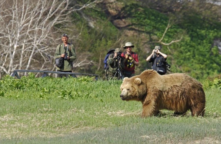 Kamçatkada ac ayılar turist marşrutunun bağlanmasına səbəb olub