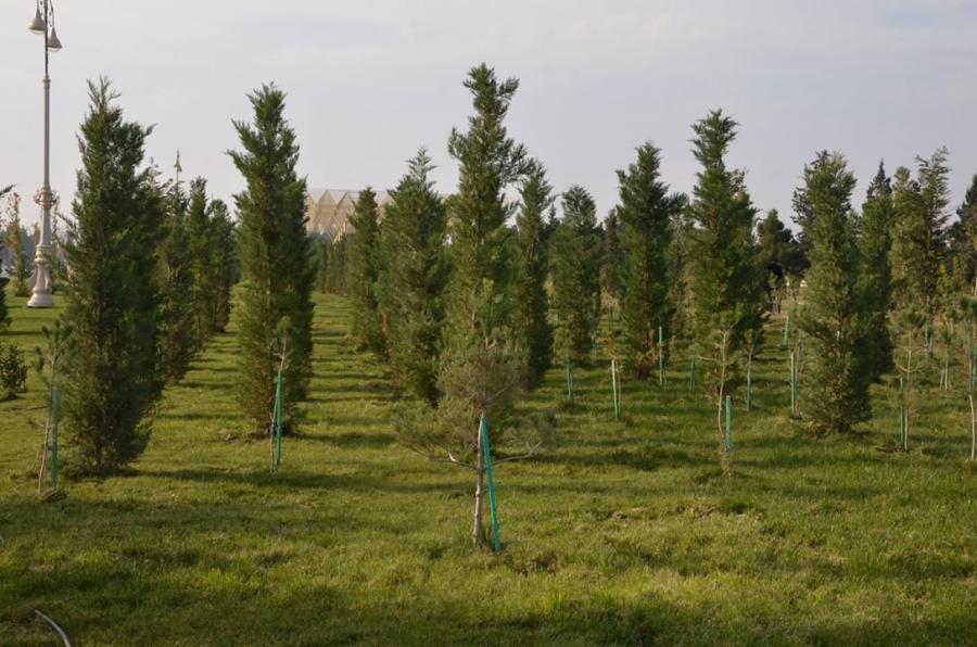 AVRO-2020 üçün 600 min ağac əkiləcək