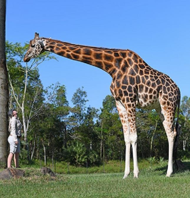 Zürafə hündür boyuna görə “Ginnesin Rekordlar Kitabı”na daxil edilib