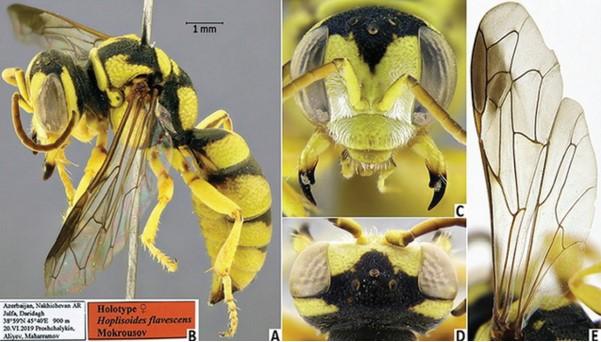 Naxçıvan faunasında dünya elmi üçün yeni olan arı növü aşkar edilib - Yazı
