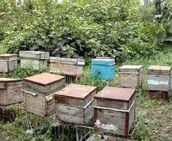 Arıçılığa dəstək kompaniyası davam edir