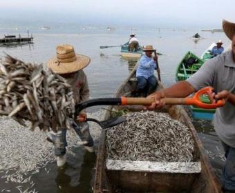 Meksikada dalğalar 50 ton ölü balığı sahilə atıb
