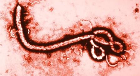 Ebola virusunun 20 milyon il yaşı var
