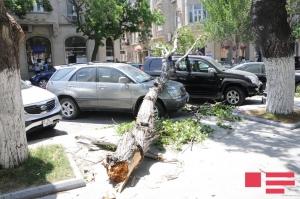 Güclü külək şimal bölgəsində fəsadlar törədib