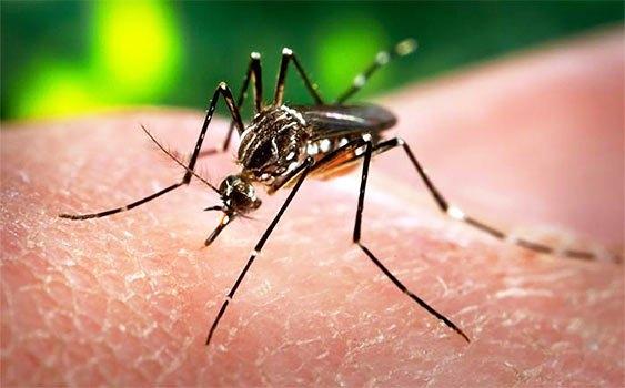 “Zika” virusunun yayıldığı ölkələrdən Azərbaycana gələnlər müayinədən keçirilir
