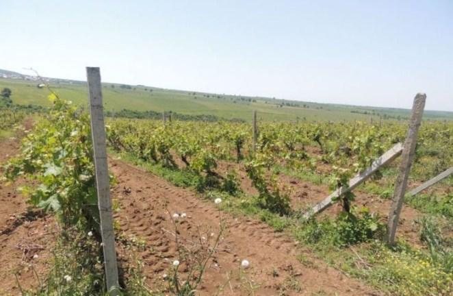 Dolu, güclü külək və leysan İsmayıllıda fəsadlar törətdi