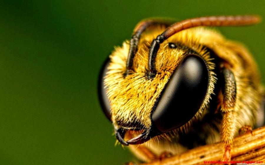 Bal arıları bir-birini sanca bilərmi?