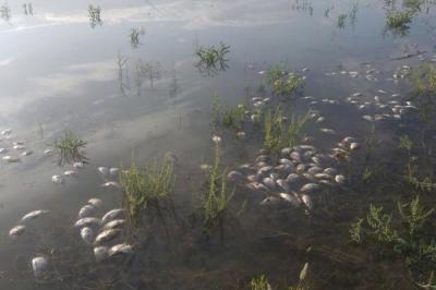 Mingəçevir su anbarında balıqlar niyə ölür?