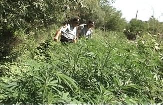 Dövlət qoruğunda narkotik bitki aşkarlandı