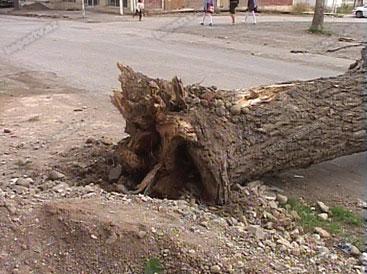Bakıda son iki gündə 60 ağac aşıb