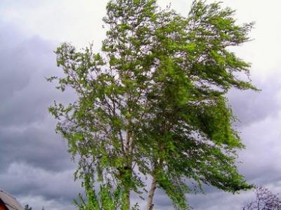 Bakıda hava küləkli olacaq