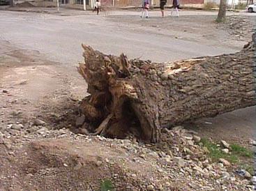 Külək 76 ağacı aşırdı