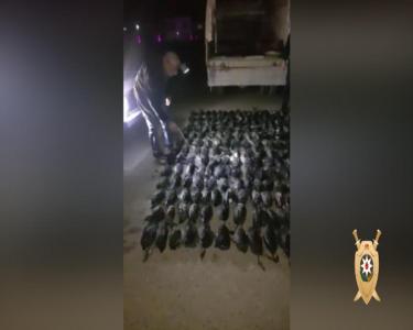 Çöl quşlarını kənd toyuğu adı altında satmaq istəyən şəxs saxlanıldı