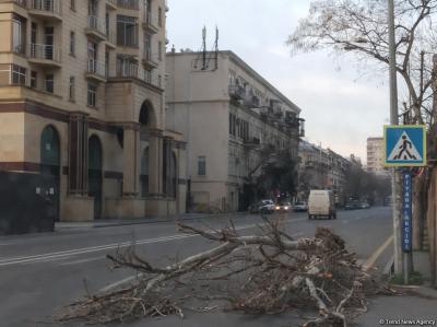 Külək 1 ağacı kökündən çıxardı, 15 ağacın budaqlarını sındırdı