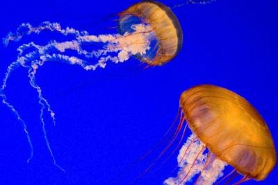 Avstraliyada meduza 22 nəfəri xəstəxanalıq etdi