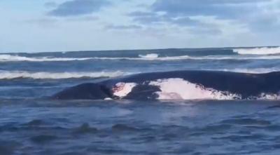 İtaliyada balinanın mədəsindən 22 kiloqramadək plastik çıxdı