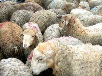Bakıda qurbanlıq heyvanların satışının təşkil ediləcəyi ünvanların siyahısı