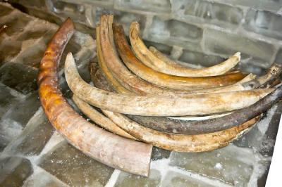 Rusiyada 10 min illik mamont dişlərini qaçaq yolla daşıyan şəxslər saxlanıldı