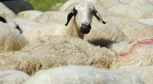 Bakıda qurbanlıq heyvanların satışı təşkil olunacaq