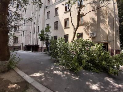 Sumqayıtda ağac budağı 10 yaşlı qızın başına düşdü