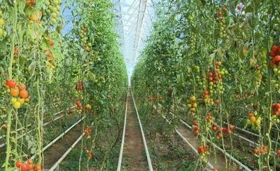 Şəmkirin aqrar potensialı artırılır