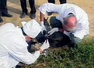 Quş qripi ilə bağlı monitorinqlərə start verildi