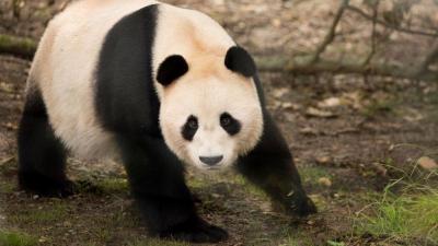 Pandalar Çinə geri dönür -  Foto