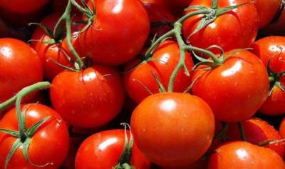 “Rosselxoznadzor” Azərbaycanın 12 müəssisəsindən Rusiyaya pomidor idxalına icazə verdi