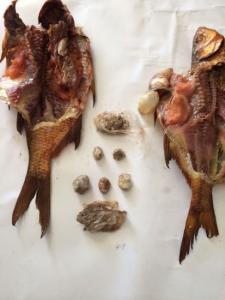 Yeznə həbsxanadakı qaynına narkotik gətirdi