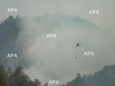 Masallıda yanğın baş vermiş meşə ərazisinə helikopterlər nəzarət edir