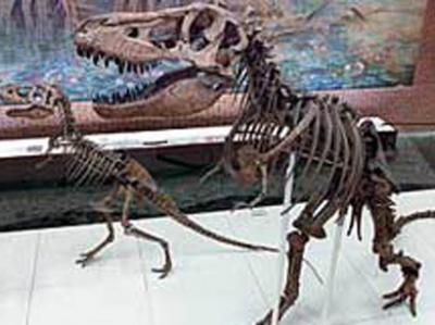 Yaponiyada ən nəhəng dinozavr növünün qalıqları tapılıb