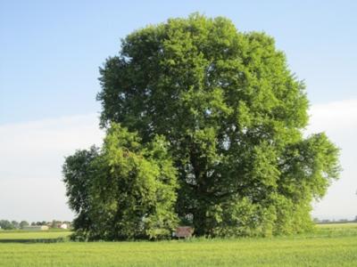 Ölkədə ən uzunömürlü ağac növünün adı və yaşı açıqlanıb
