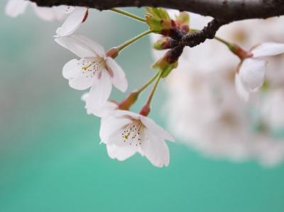 Bahar gəldi