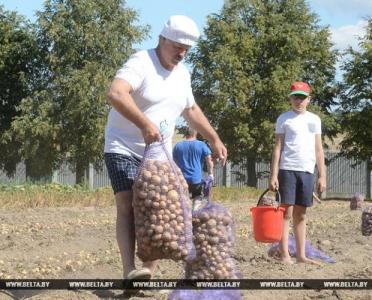 Lukaşenko kartof yığdı - Video