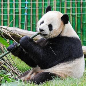 Pandaların nəslinin kəsilmək qorxusu aradan qalxıb