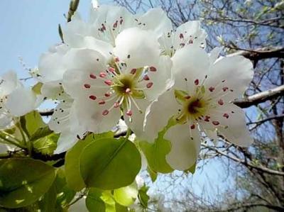May ayına olan hava proqnozu açıqlanıb