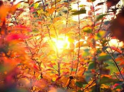 Yayda Azərbaycan ərazisində havanın temperaturu iqlim normasından yüksək olacaq